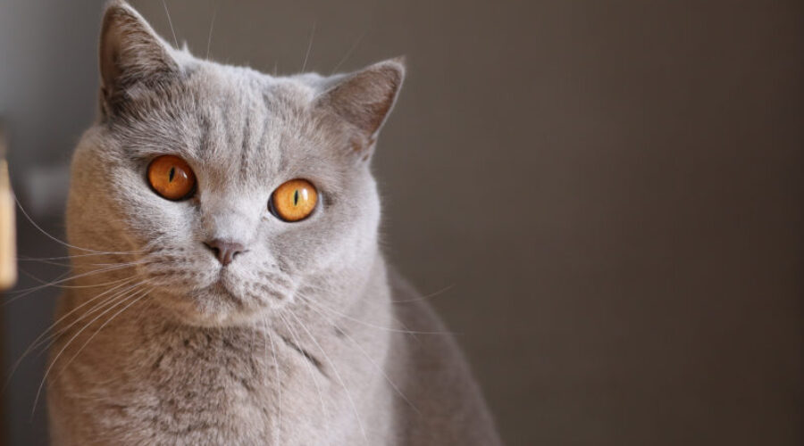 Things you didn’t know your cat wanted