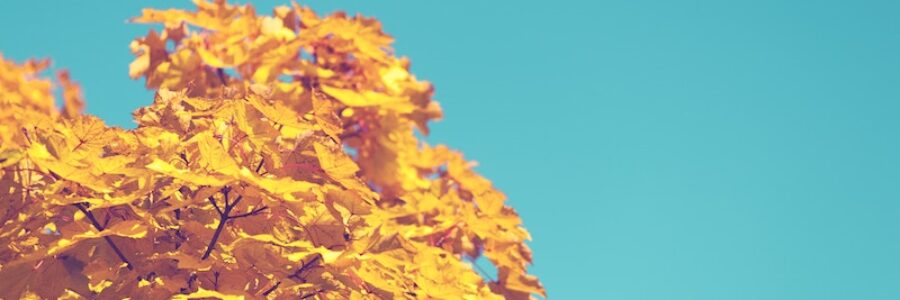 Market Update for November 20, 2017